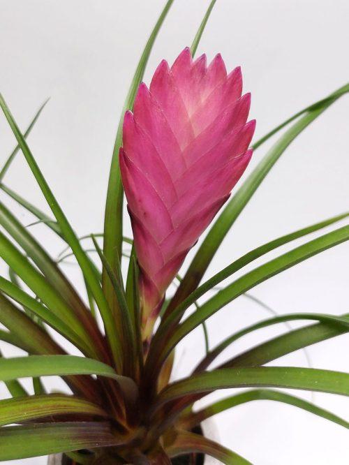 Tillandsia Cyanea - Imagen 2