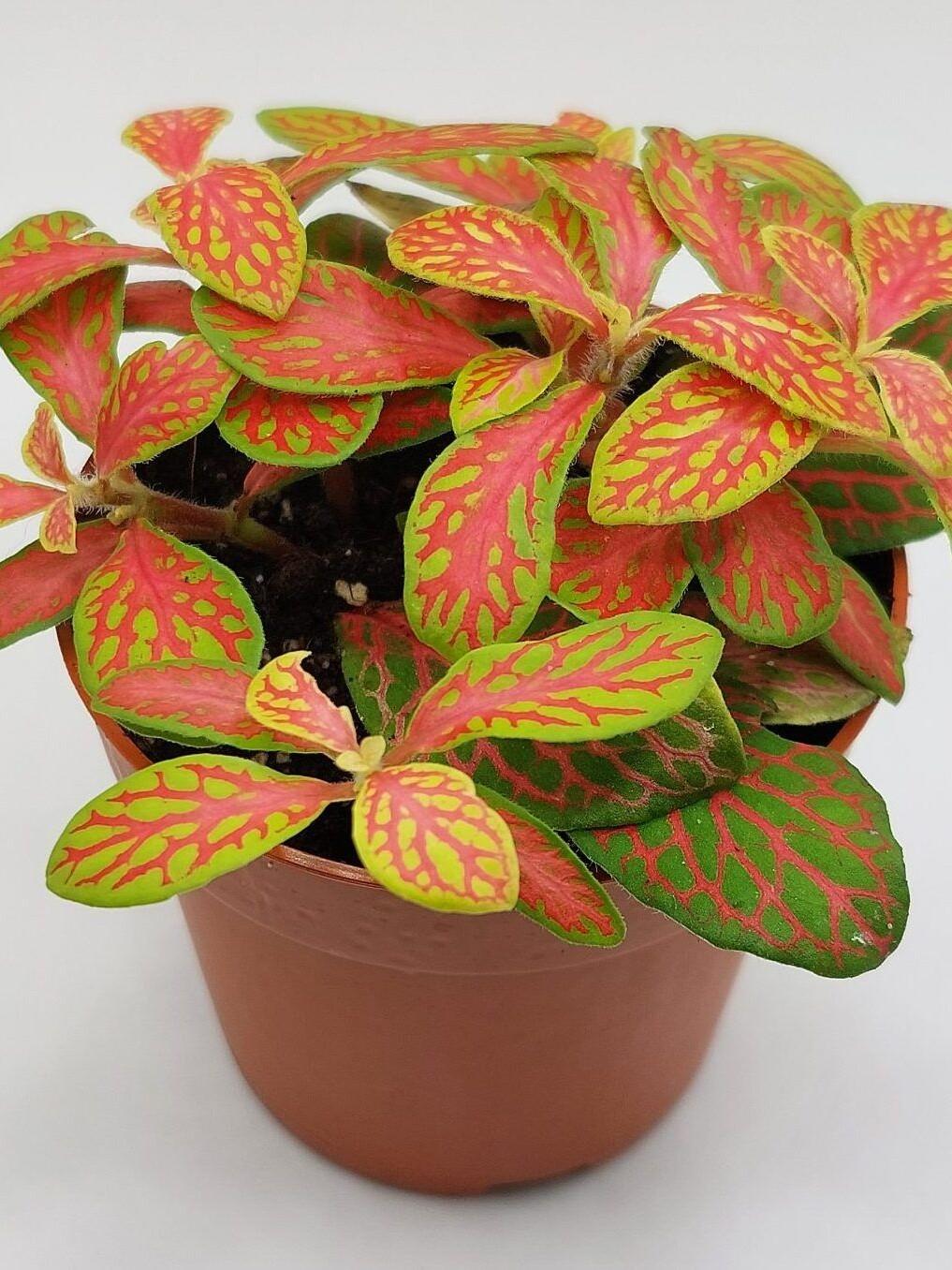 Fittonia verschaffeltii 