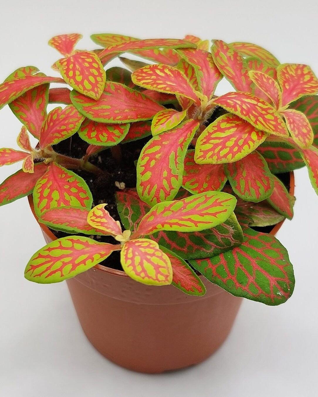 Fittonia verschaffeltii 