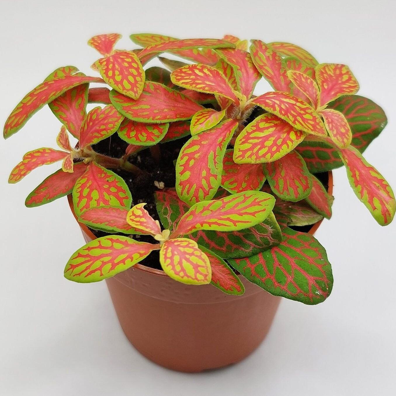 Fittonia verschaffeltii 