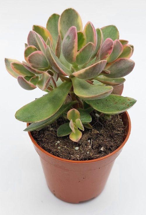 Crassula Moneymaker Variegata