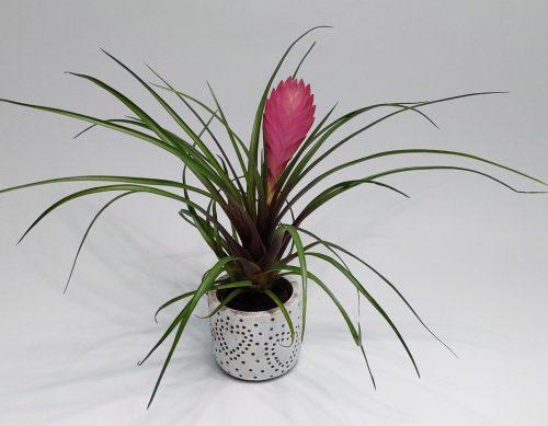 Tillandsia