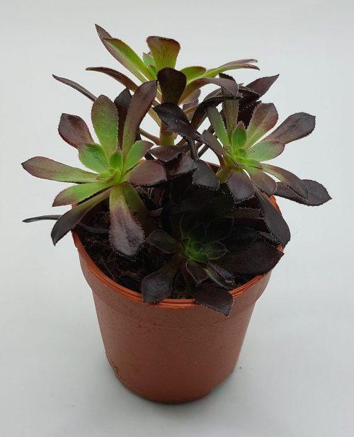 Aeonium Schwartzkopf