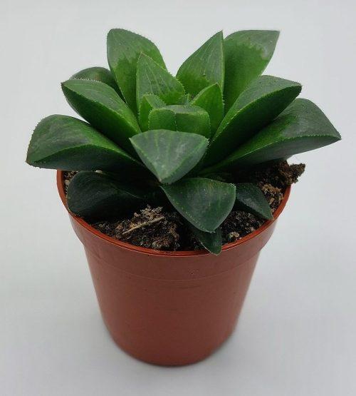 Haworthia Cooperii