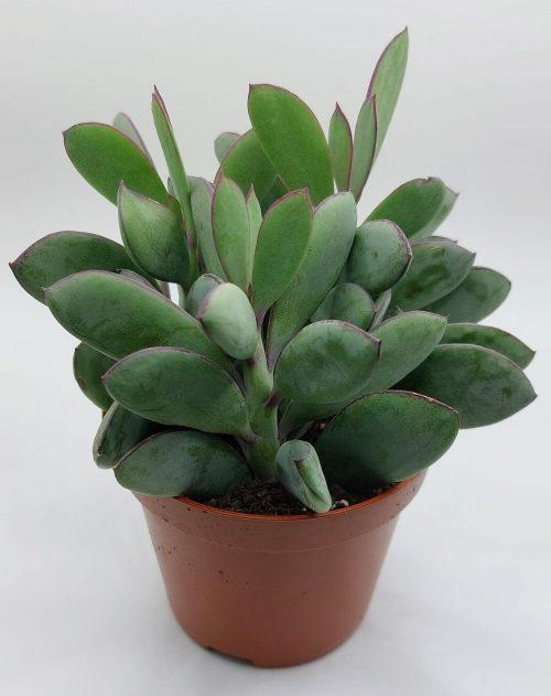 Senecio granthii