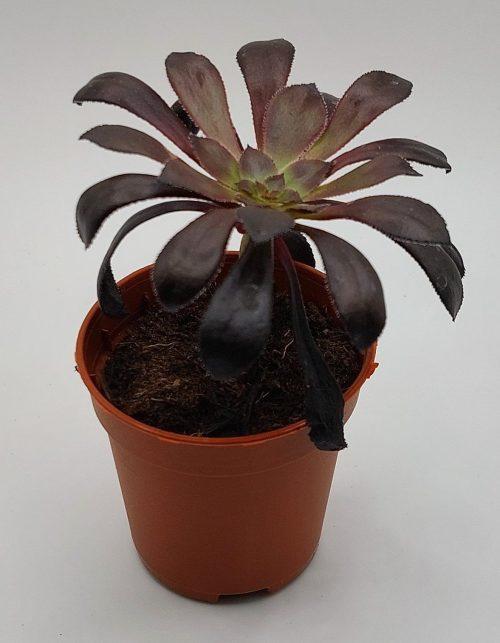 Aeonium Arboreum Atropurpureum