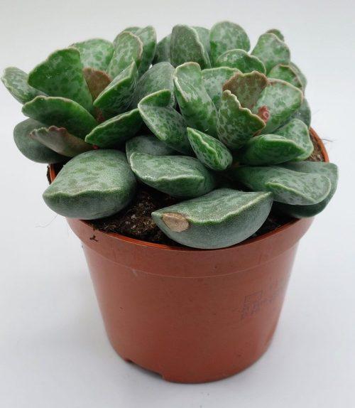 Adromischus cooperii