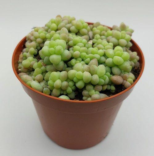 Sedum burrito