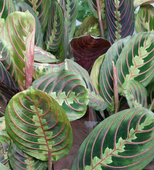 Maranta leuconeura Fascinator