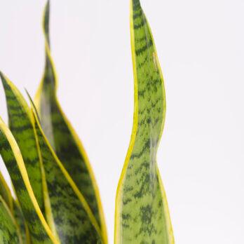 Hoja de Sansevieria Trifasciata