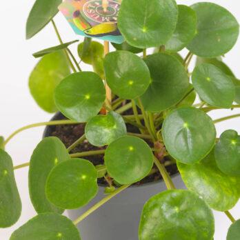 Hojas de Pilea Peperomioides, Planta china del dinero