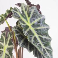 Hojas de Alocasia Amazonica, colores verdes