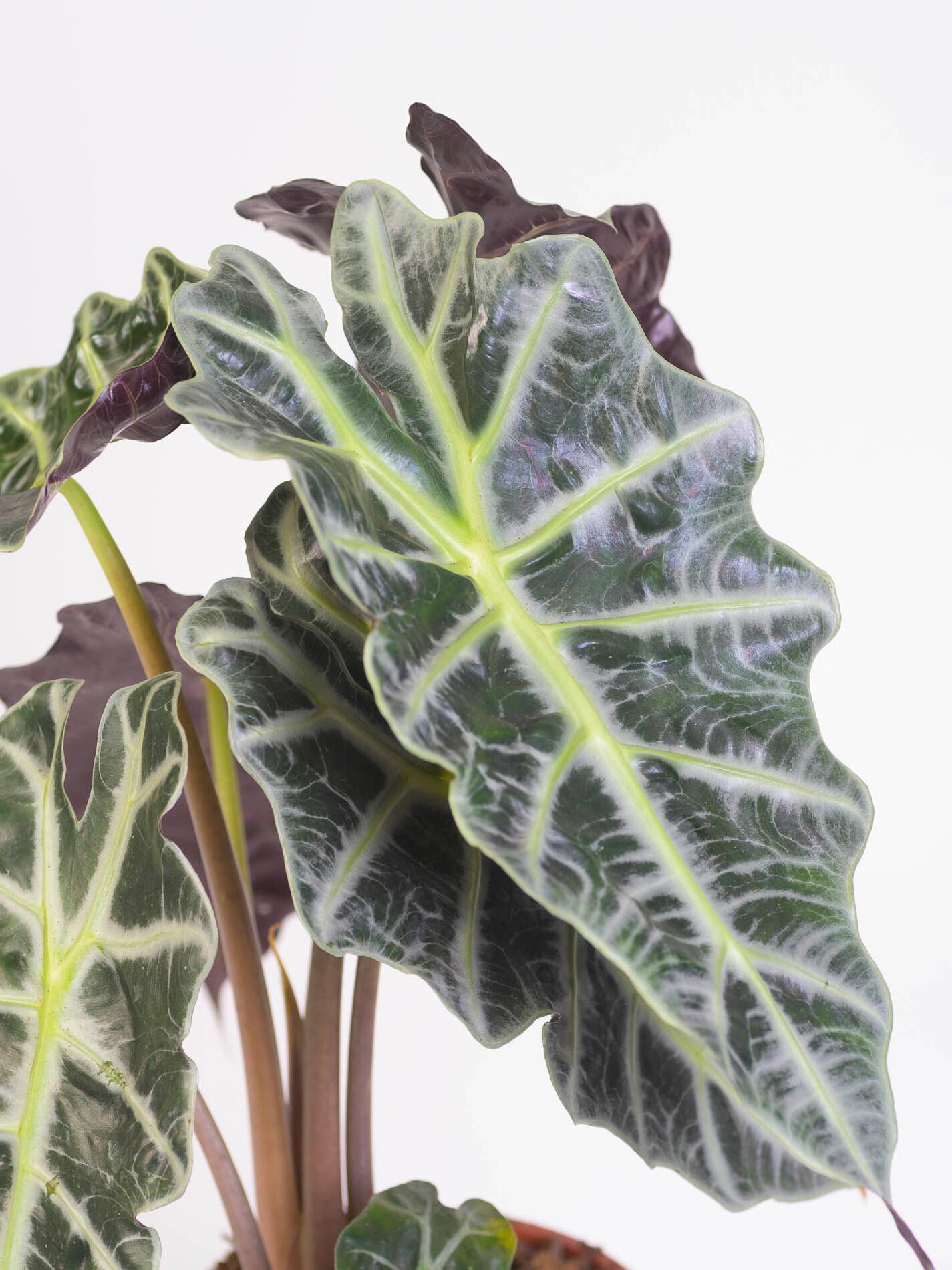 Hojas de Alocasia Amazonica, colores verdes
