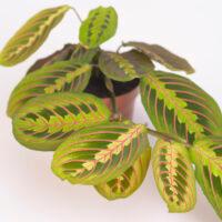 Hojas de Maranta Leuconeura Fascinator