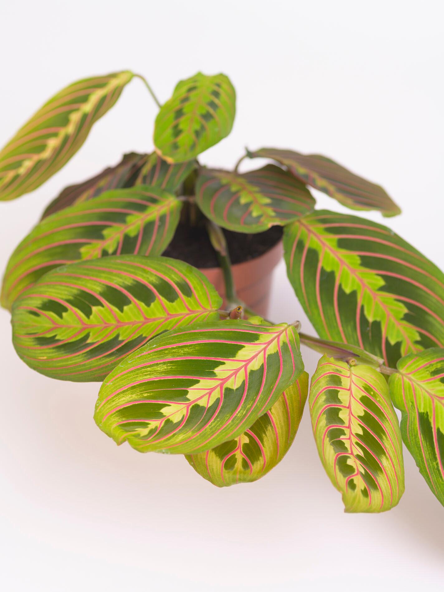 Hojas de Maranta Leuconeura Fascinator