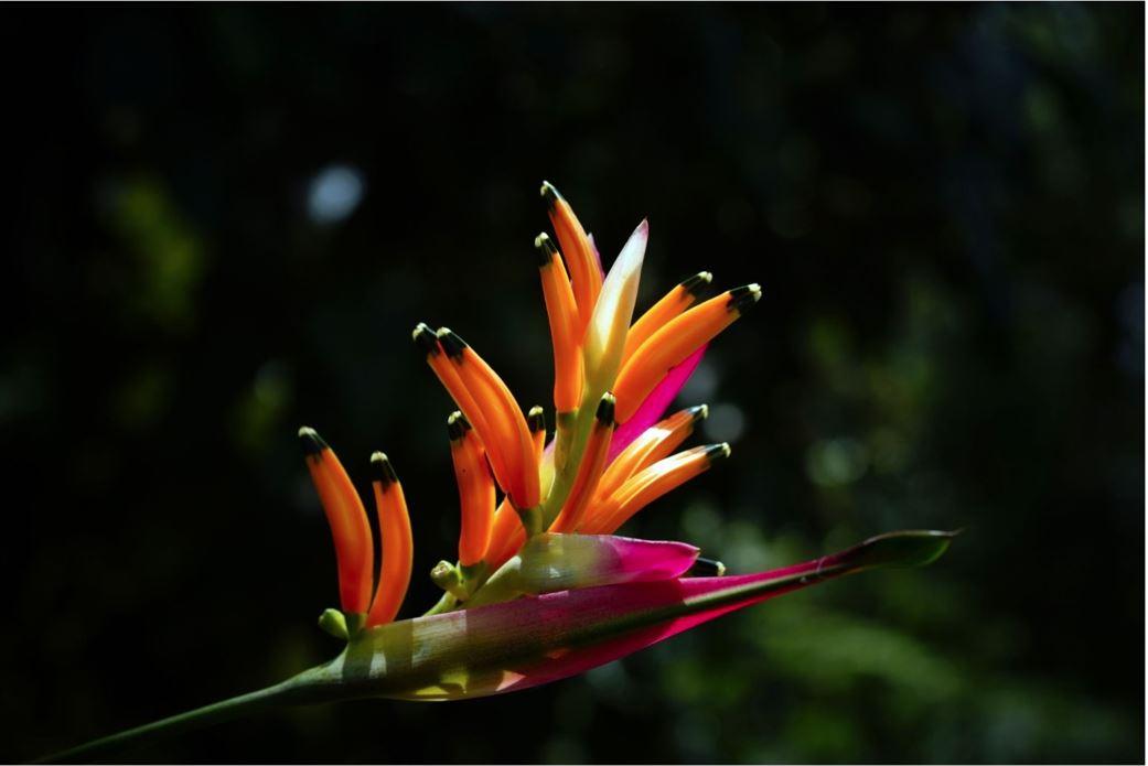 Flores tropicales