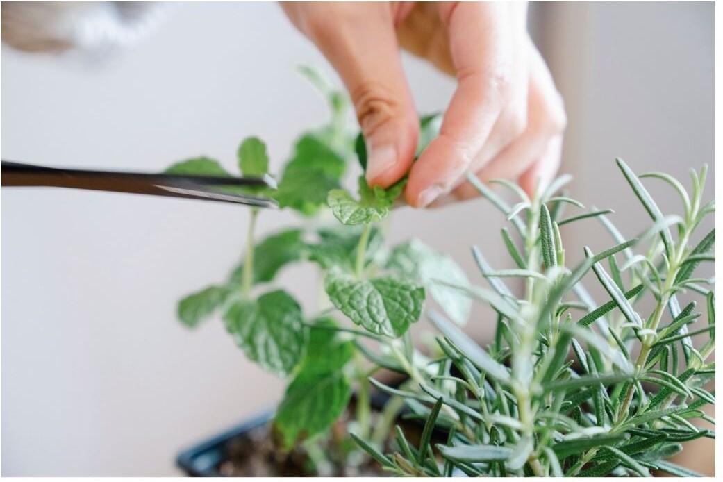 Plantas aromáticas