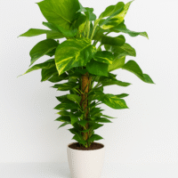 Pothos con Tutor