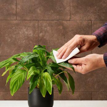 Plantas siendo limpiada con jabón de aceite de oliva