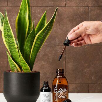 Sansevieria, fertilizante y pulverizador