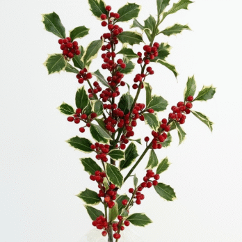 Ramillete de Ilex - Acebo