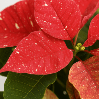 Hojas de Poinsettia moteada