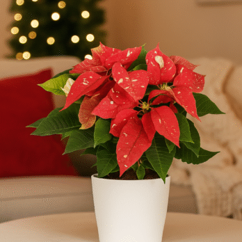 Poinsettia moteada en maceta blanca
