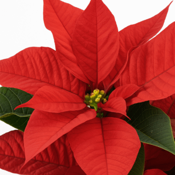 Hojas de Poinsettia roja
