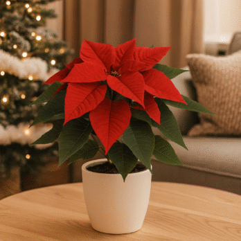 Poinsettia roja en maceta