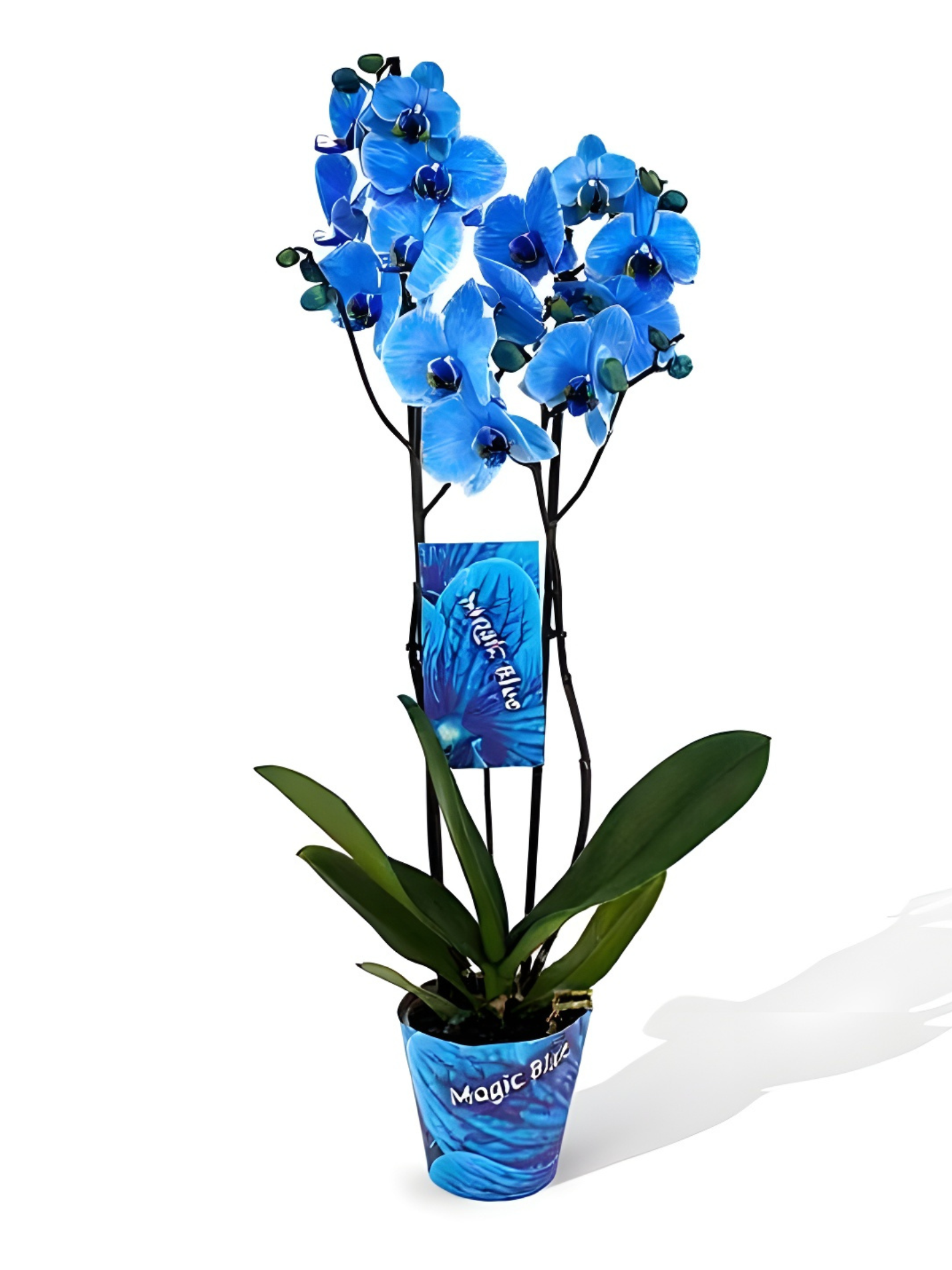 Orquídea Azul en fondo blanco